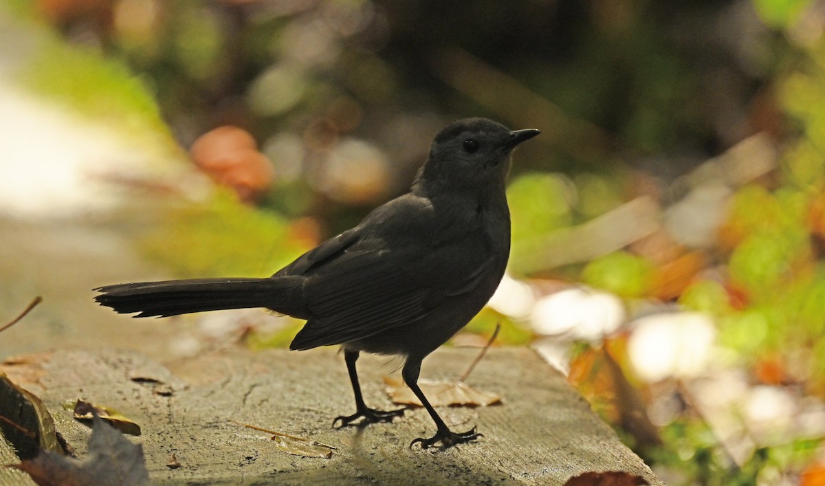 Gray Catbird - ML642484093