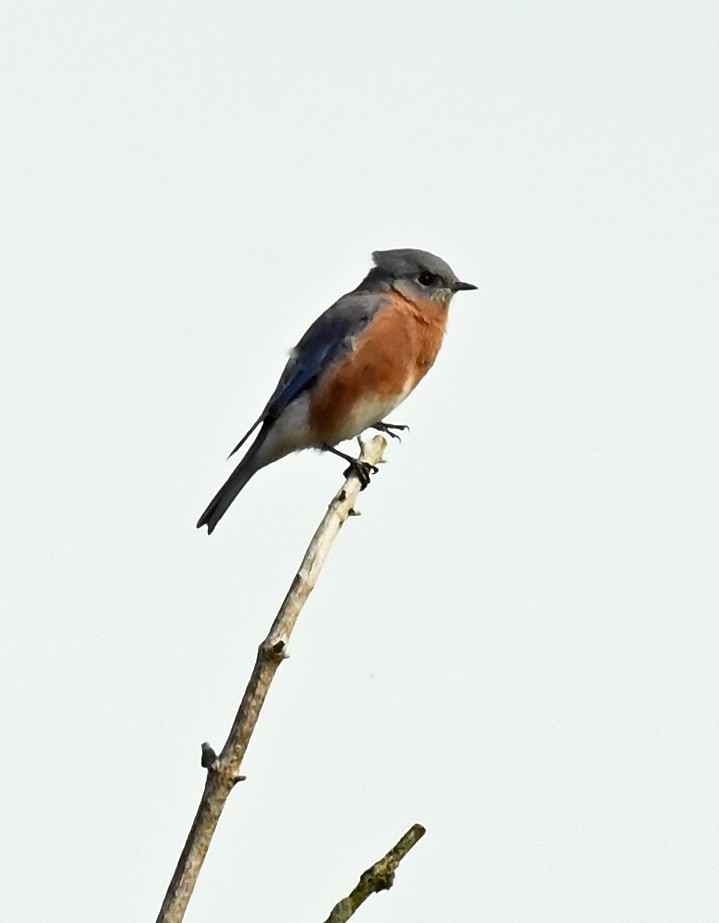 Eastern Bluebird - ML642484116