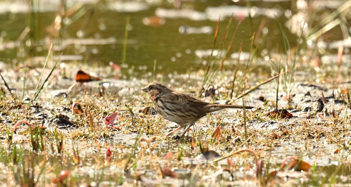 Song Sparrow - ML642484144