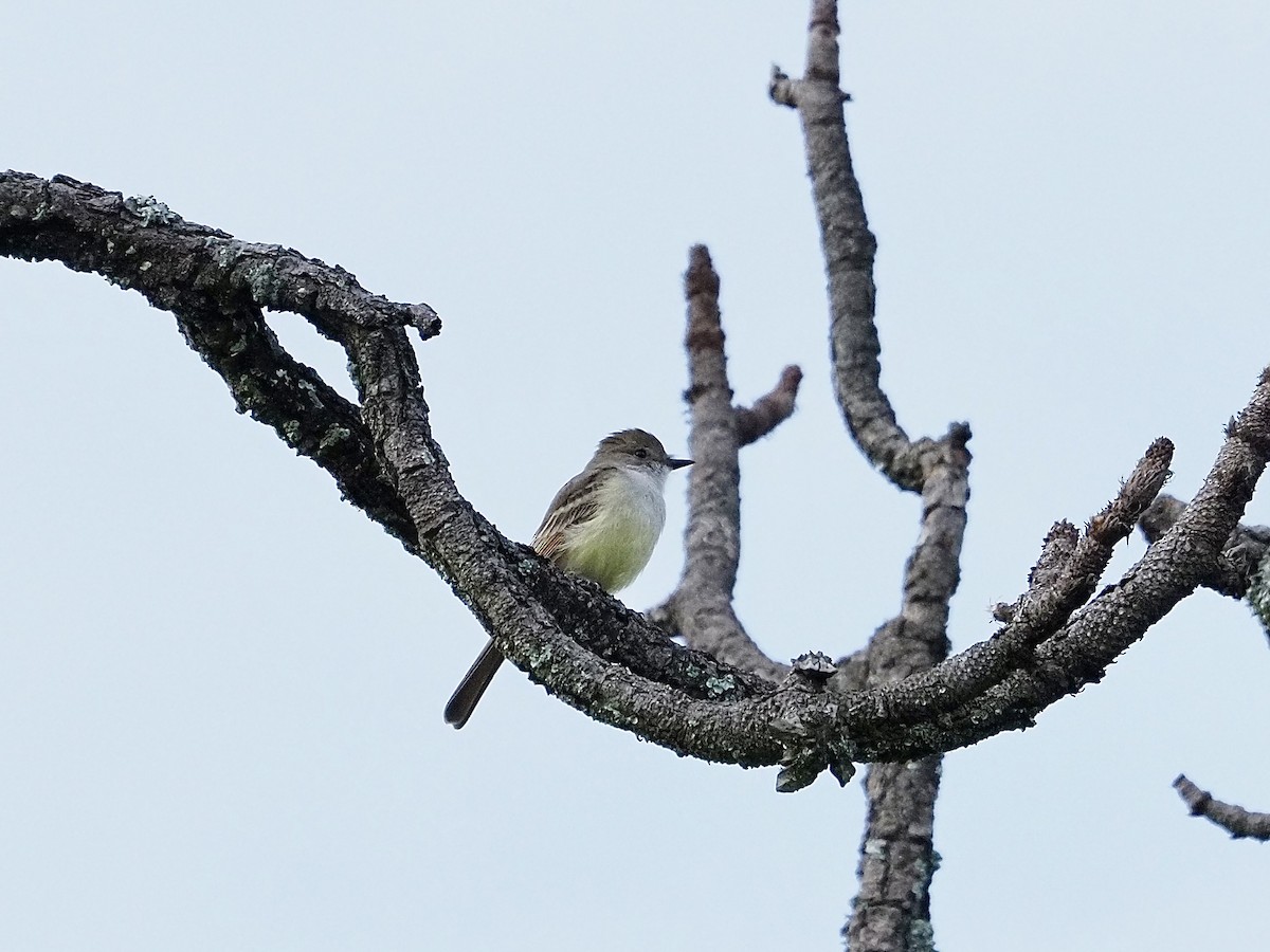Dusky-capped Flycatcher - ML642484162