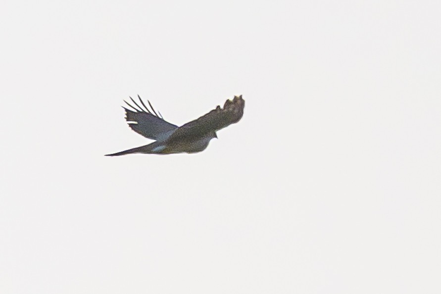 Accipitrine hawk sp. (former Accipiter sp.) - ML642484165
