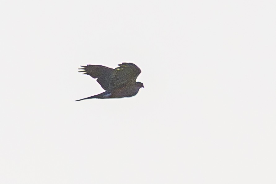 Accipitrine hawk sp. (former Accipiter sp.) - ML642484169