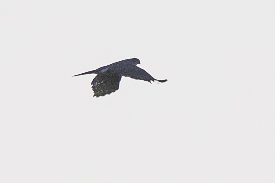 Accipitrine hawk sp. (former Accipiter sp.) - ML642484170