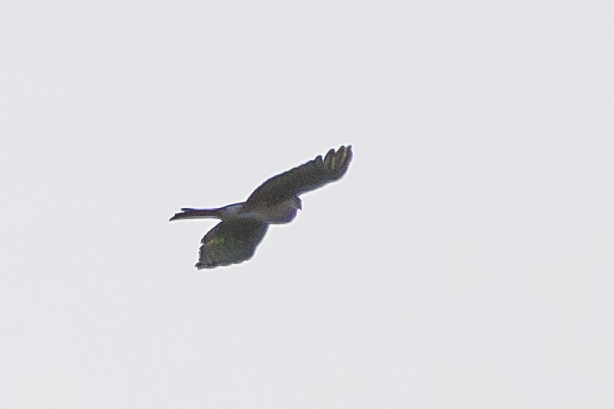 Accipitrine hawk sp. (former Accipiter sp.) - ML642484174
