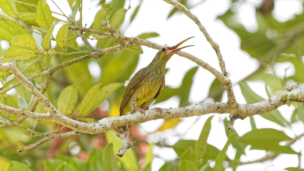 Yellow-eared Spiderhunter - ML642484215