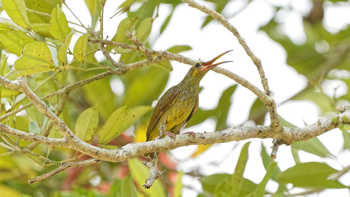 Yellow-eared Spiderhunter - ML642484216