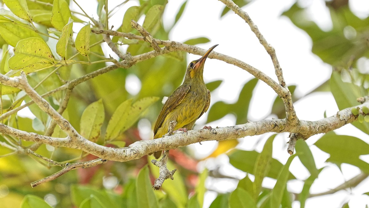 Yellow-eared Spiderhunter - ML642484217