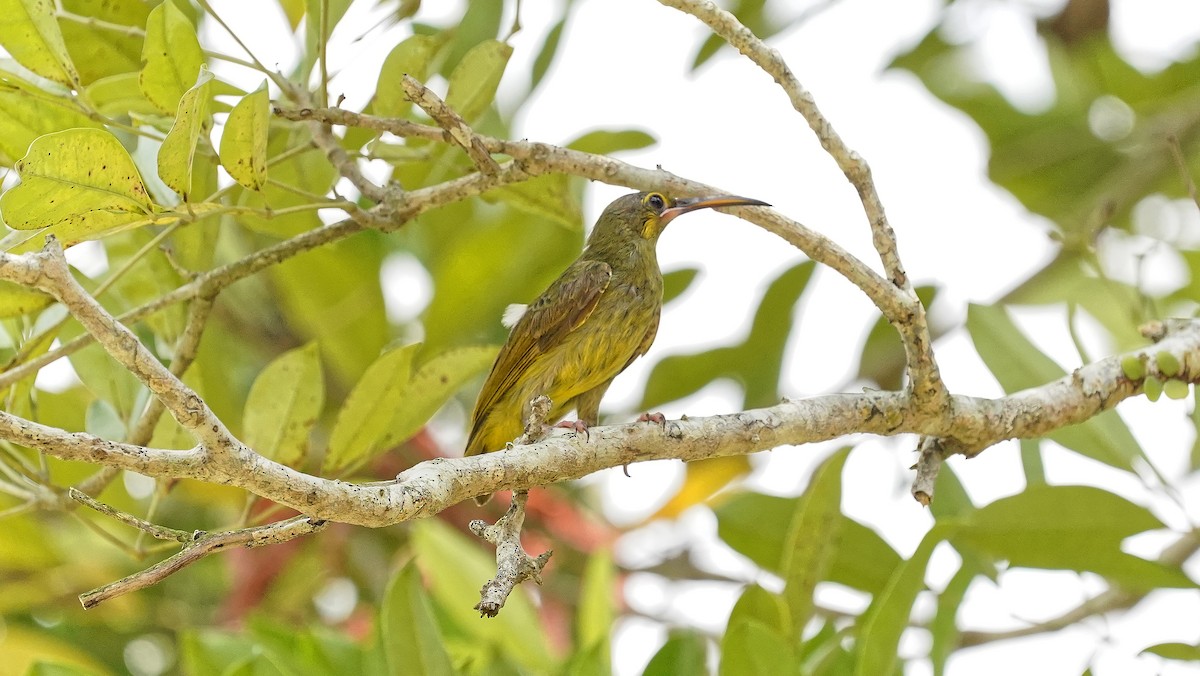 Yellow-eared Spiderhunter - ML642484218