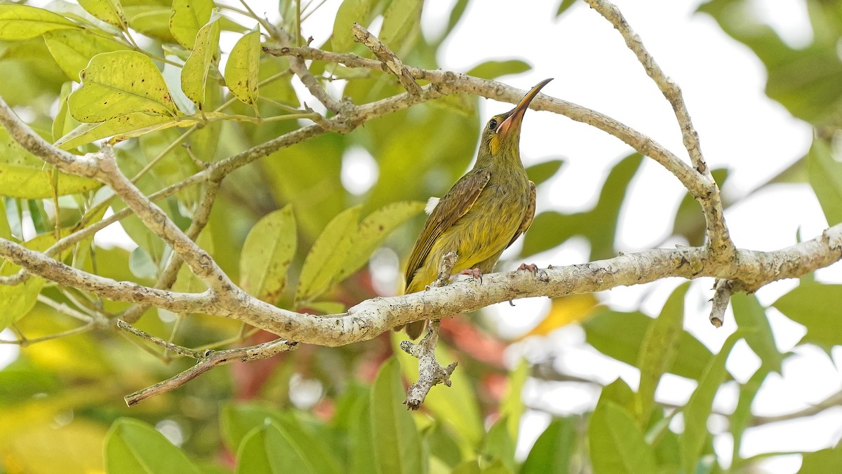 Yellow-eared Spiderhunter - ML642484219
