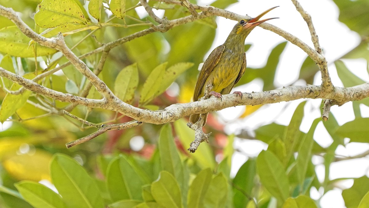 Yellow-eared Spiderhunter - ML642484220