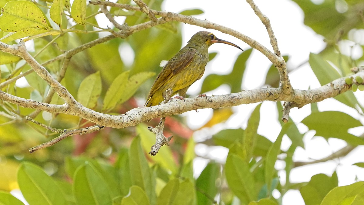 Yellow-eared Spiderhunter - ML642484221