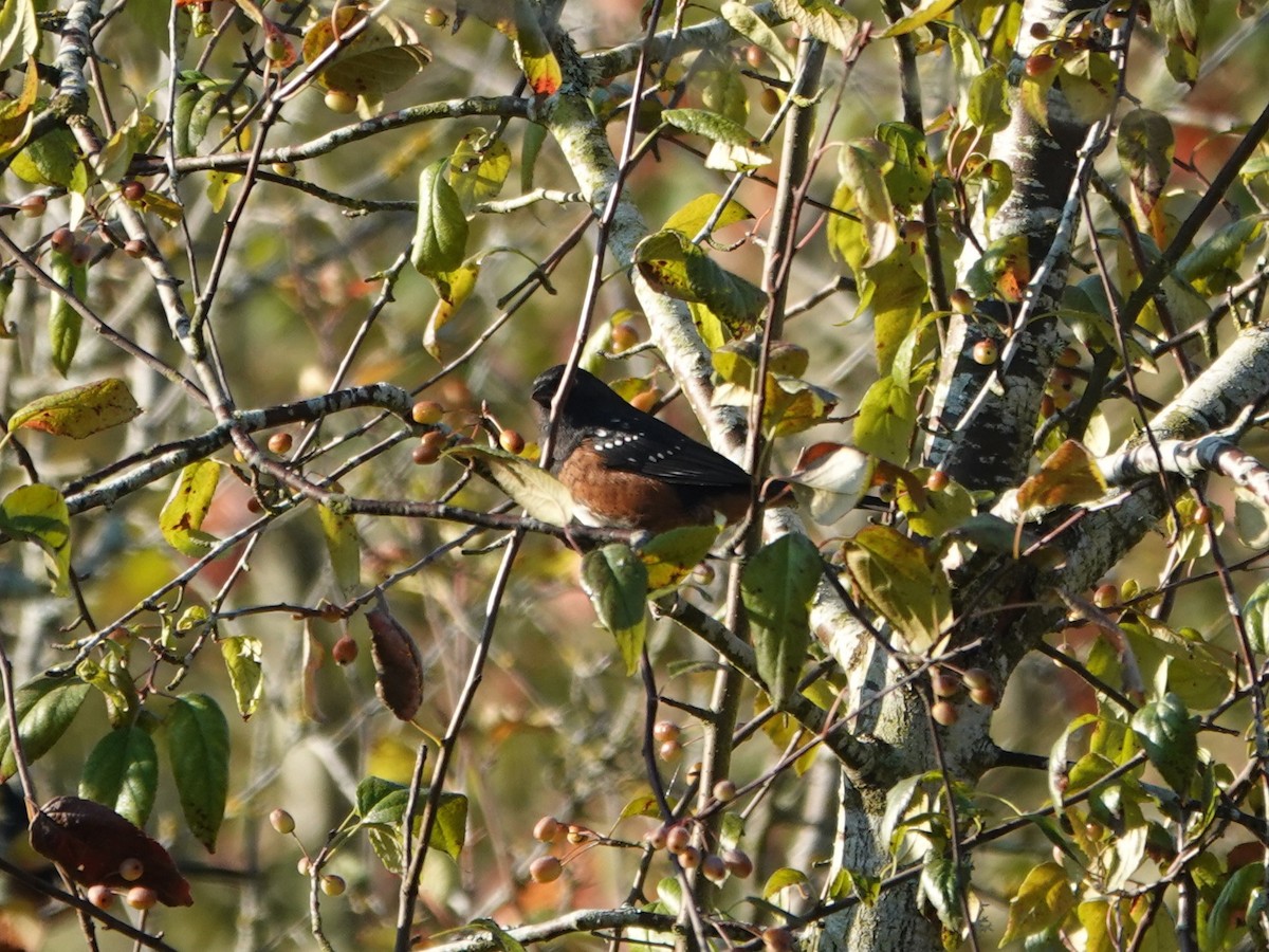 Spotted Towhee - ML642484227