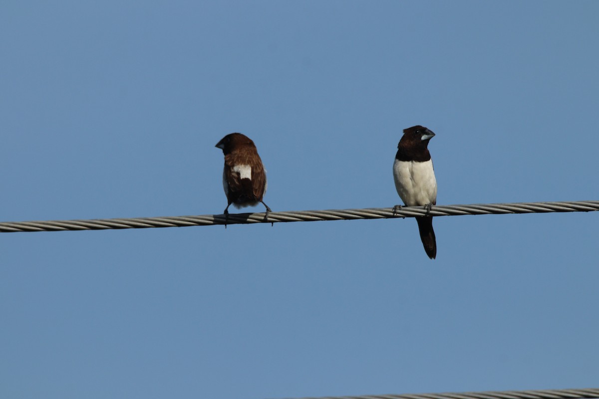 White-rumped Munia - ML642484237