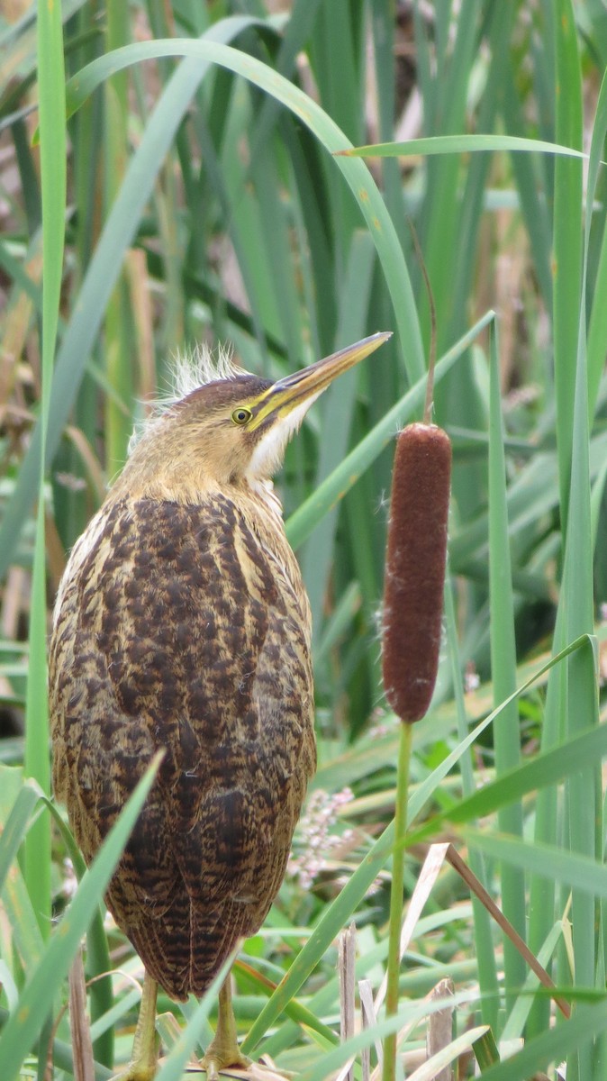 Amerika Balabanı - ML642484253