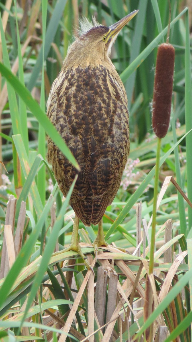 Amerika Balabanı - ML642484254