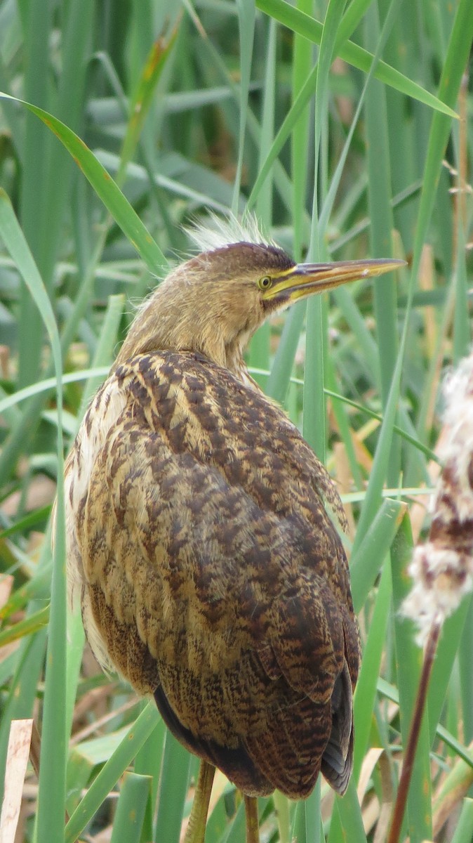 Amerika Balabanı - ML642484255