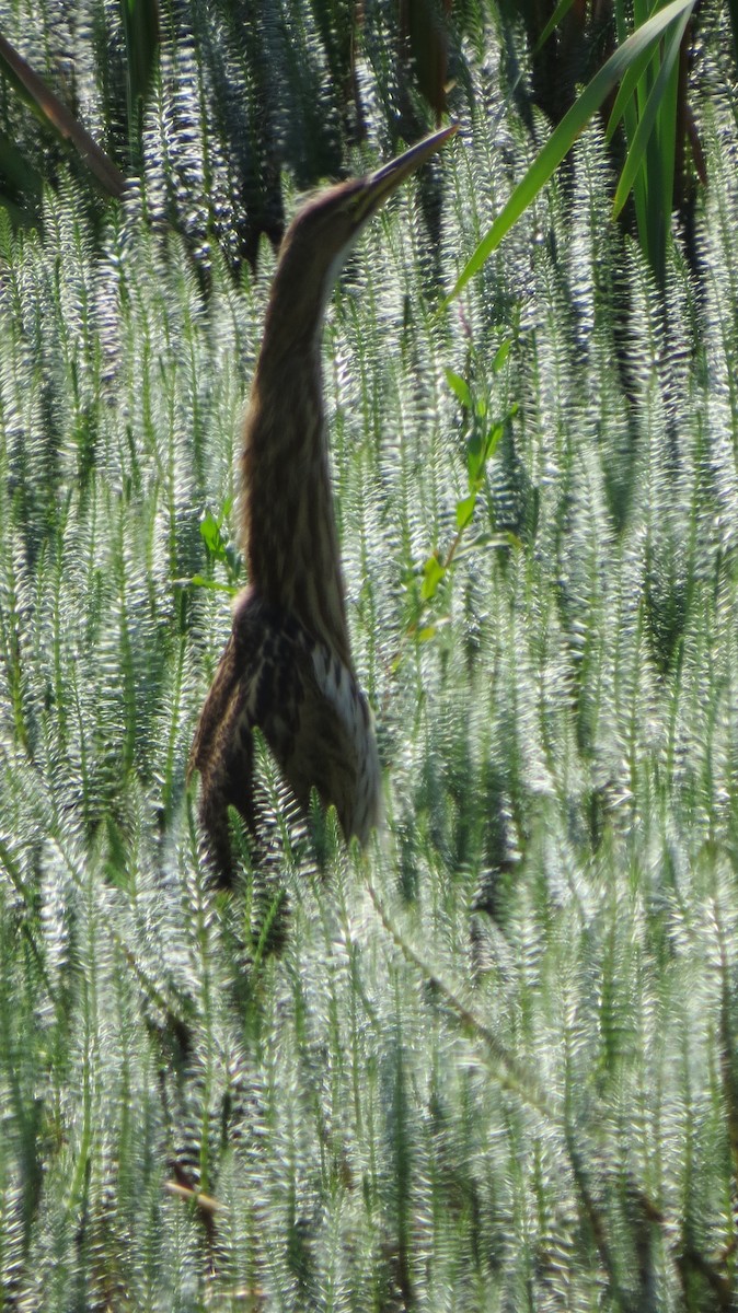 Amerika Balabanı - ML642484256