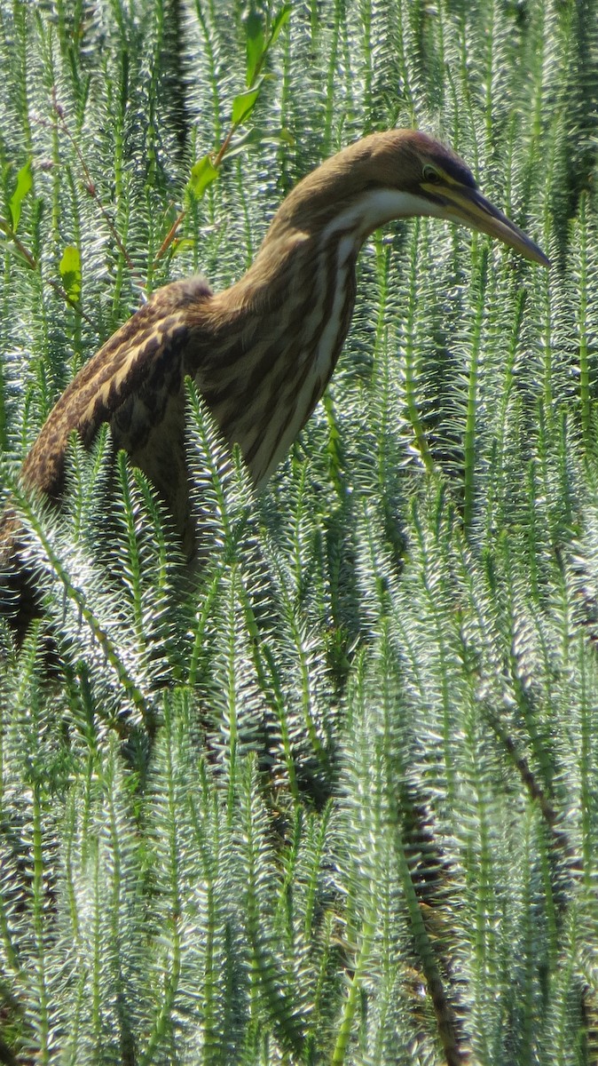 Amerika Balabanı - ML642484257