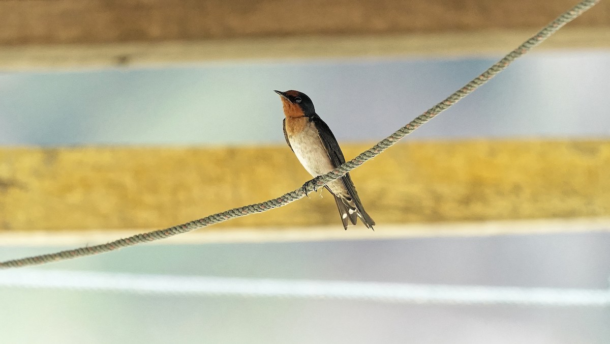 Pacific Swallow - ML642484307