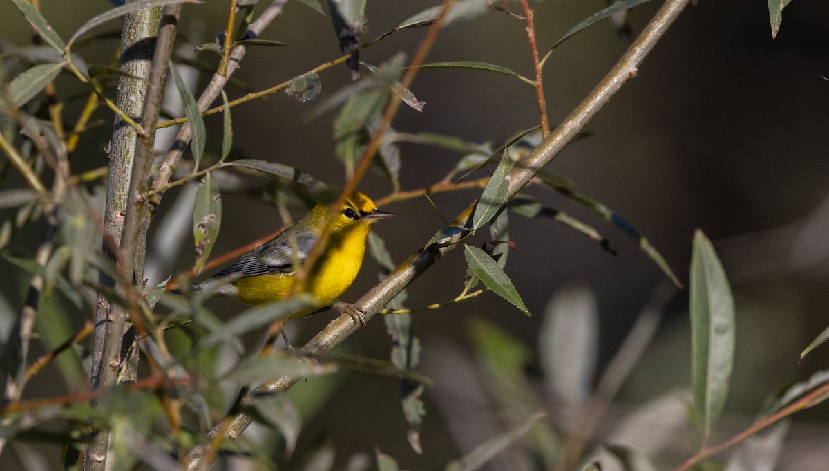 blåvingeparula - ML642484334