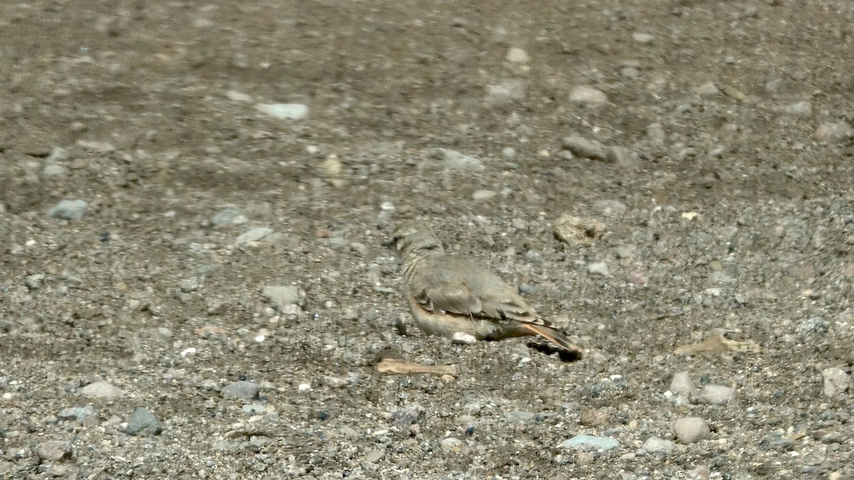 Géositte à ailes rousses - ML642484343