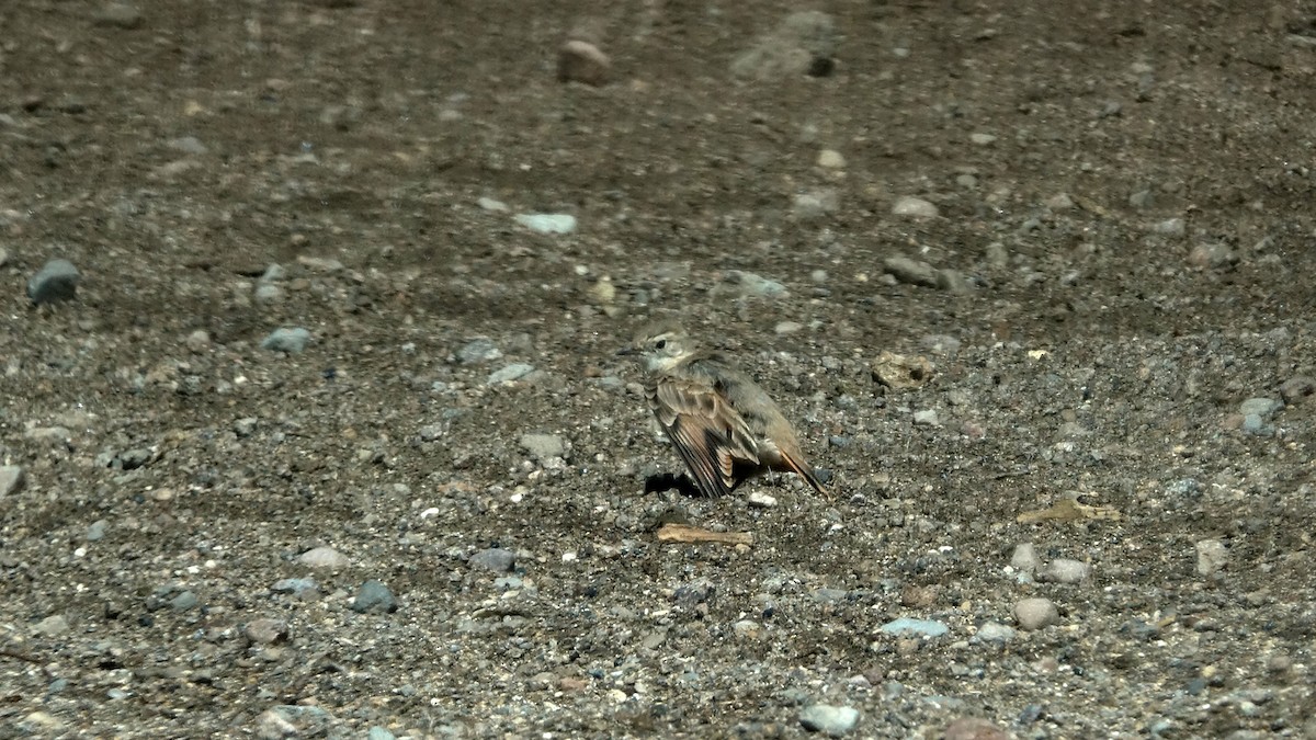Géositte à ailes rousses - ML642484344