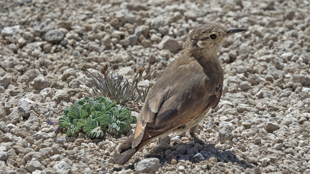 Creamy-rumped Miner - ML642484356
