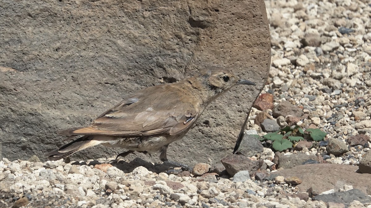 Creamy-rumped Miner - ML642484357