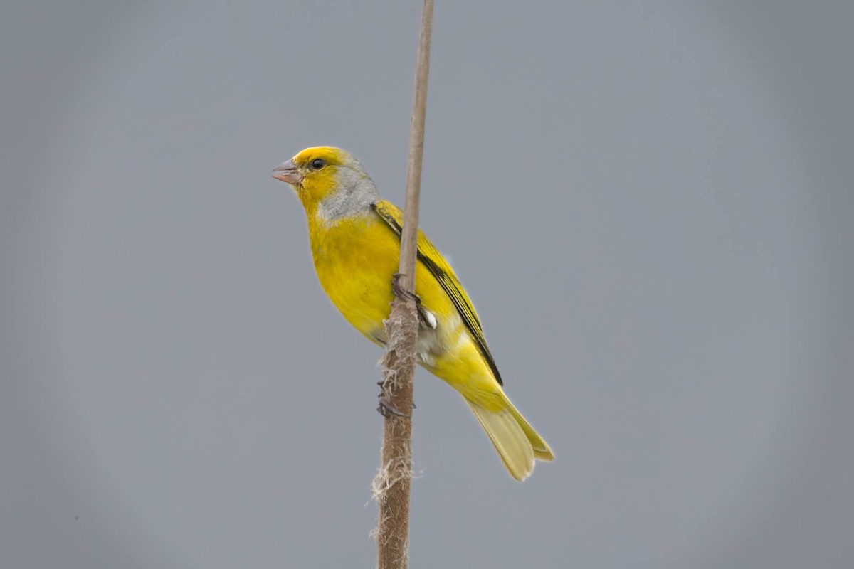 Cape Canary - ML642484375