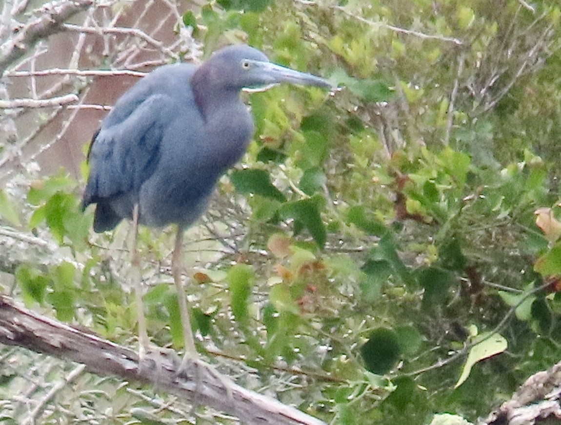 Little Blue Heron - ML642484380