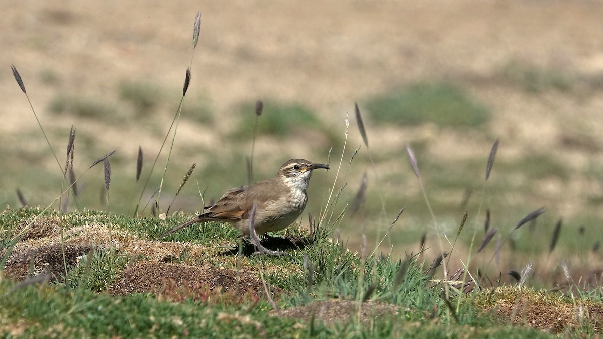 Scale-throated Earthcreeper - ML642484387