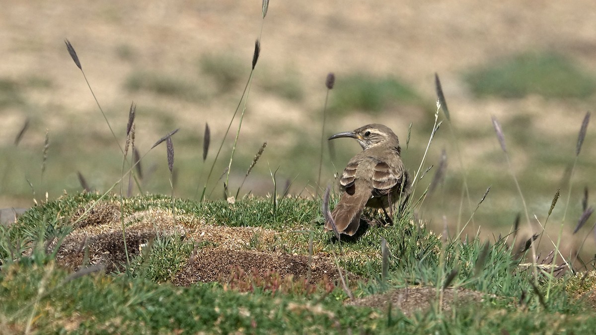 Scale-throated Earthcreeper - ML642484388