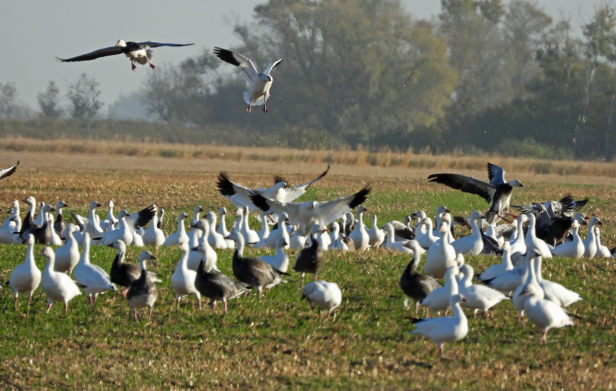 husa sněžní - ML642484391