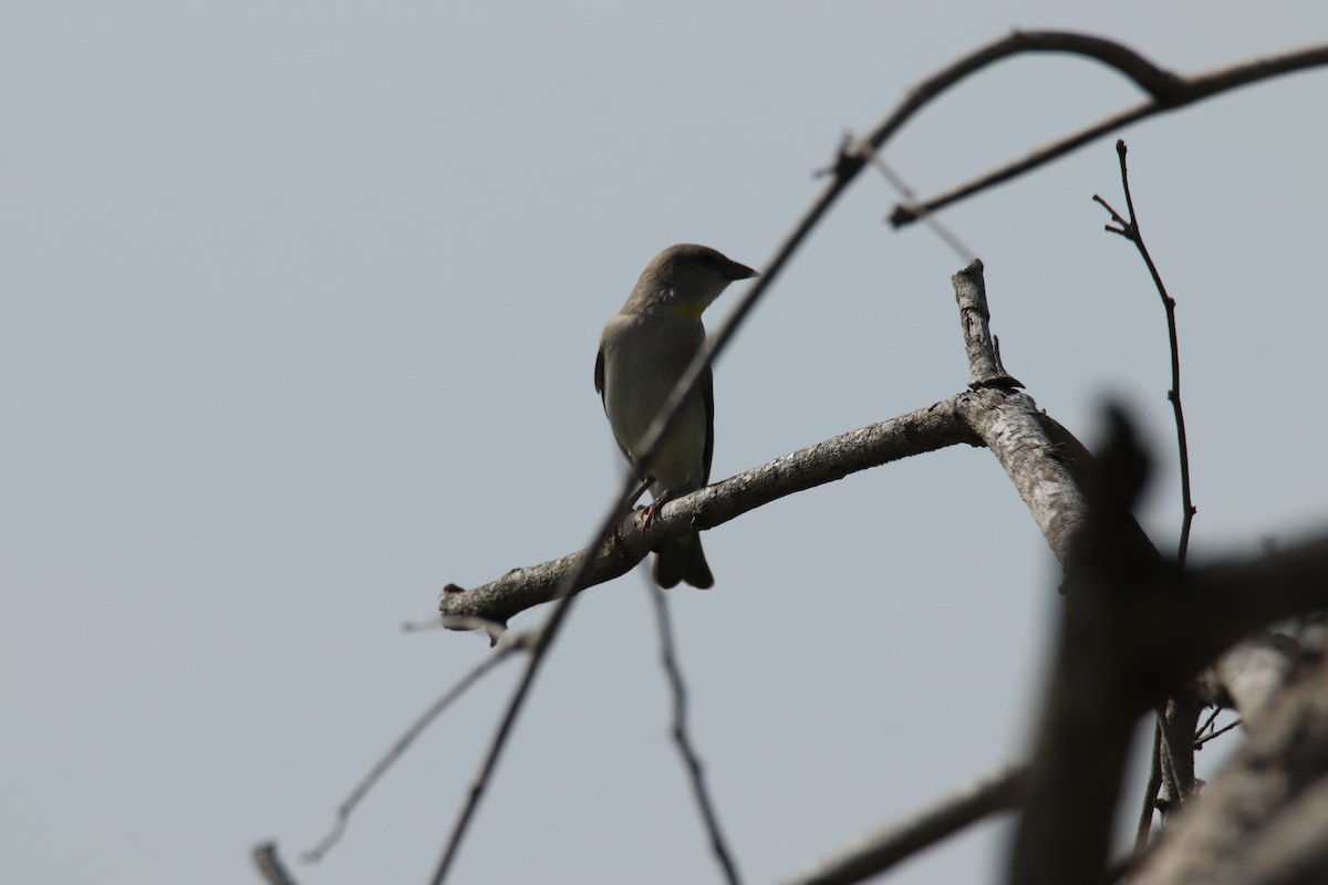 Yellow-throated Sparrow - ML642484398