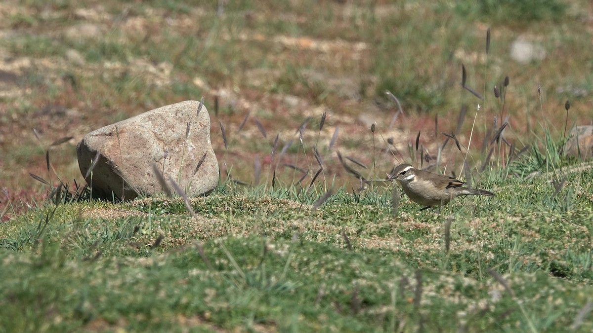 Buff-winged Cinclodes - ML642484410