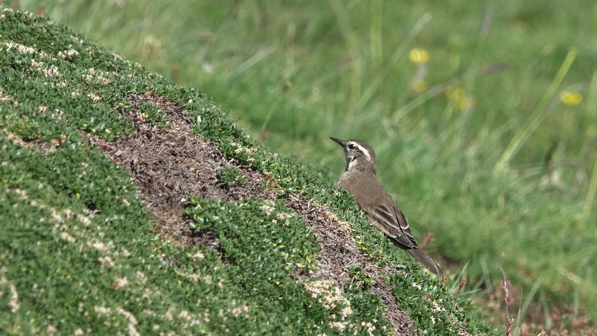 Buff-winged Cinclodes - ML642484411