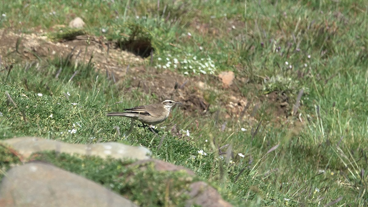 Buff-winged Cinclodes - ML642484412
