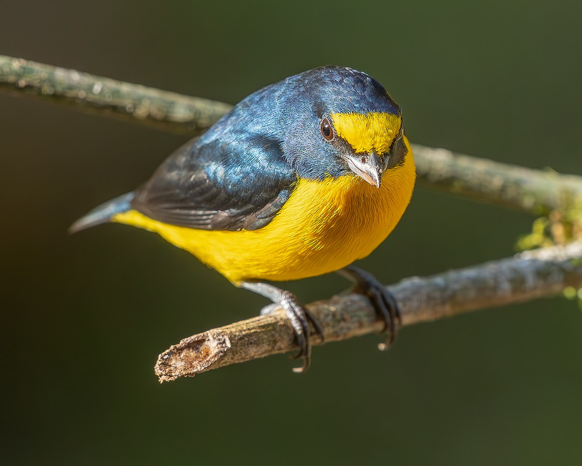 Yellow-throated Euphonia - ML642484425