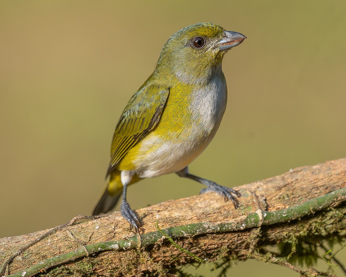 Yellow-throated Euphonia - ML642484426