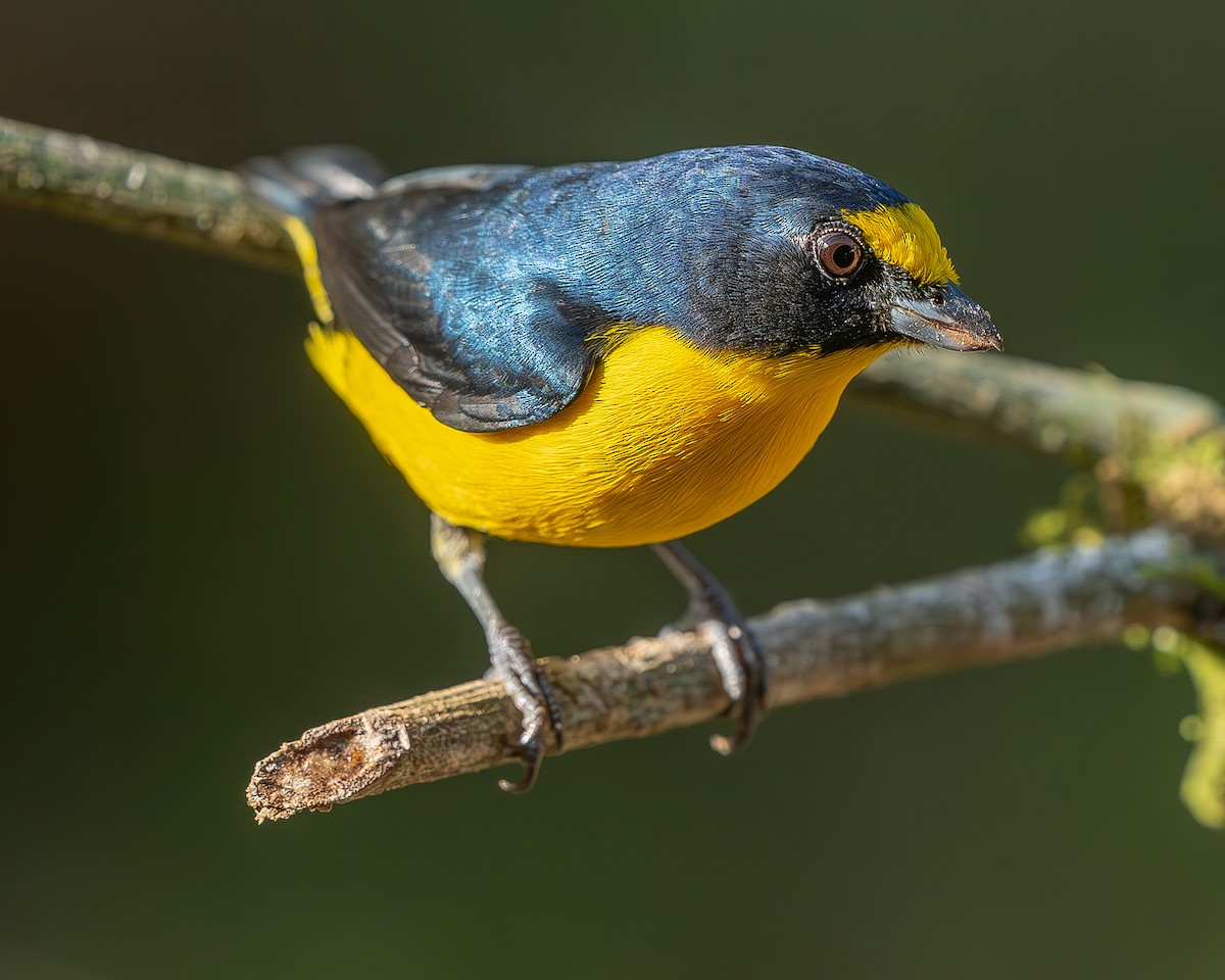 Yellow-throated Euphonia - ML642484427