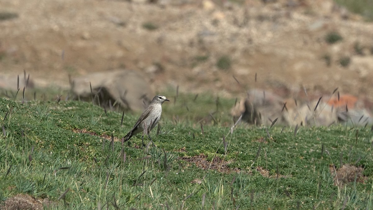 Ochre-naped Ground-Tyrant - ML642484428