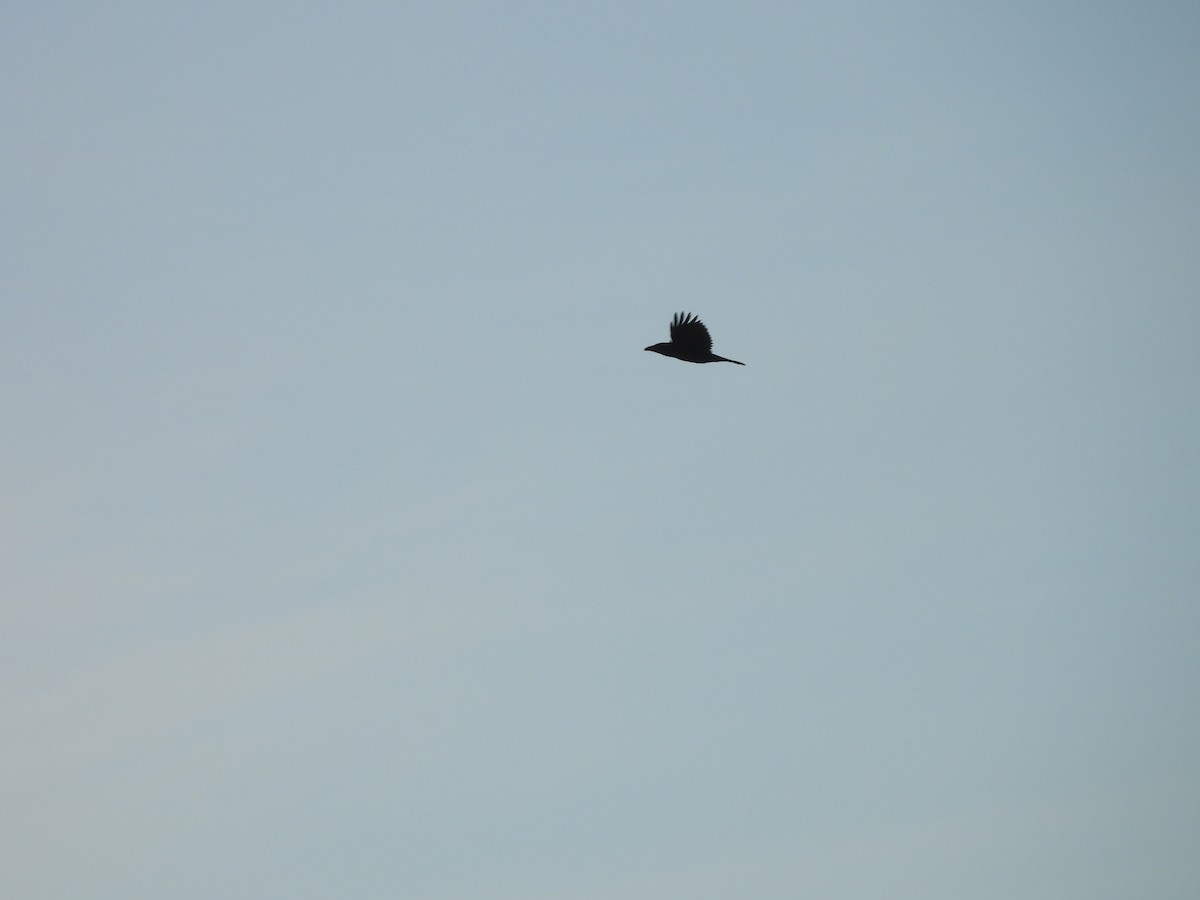 Grand Corbeau - ML642484434