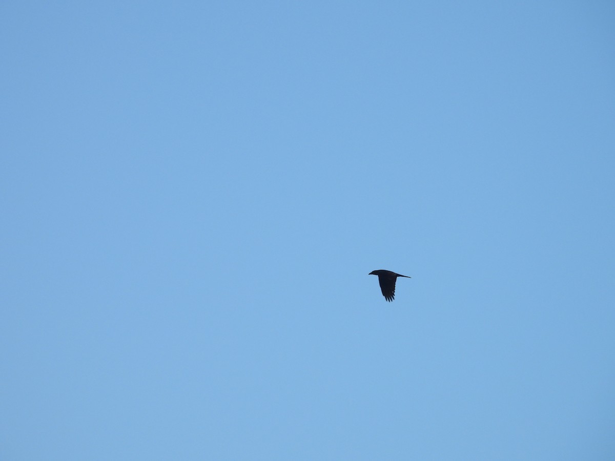 Grand Corbeau - ML642484435