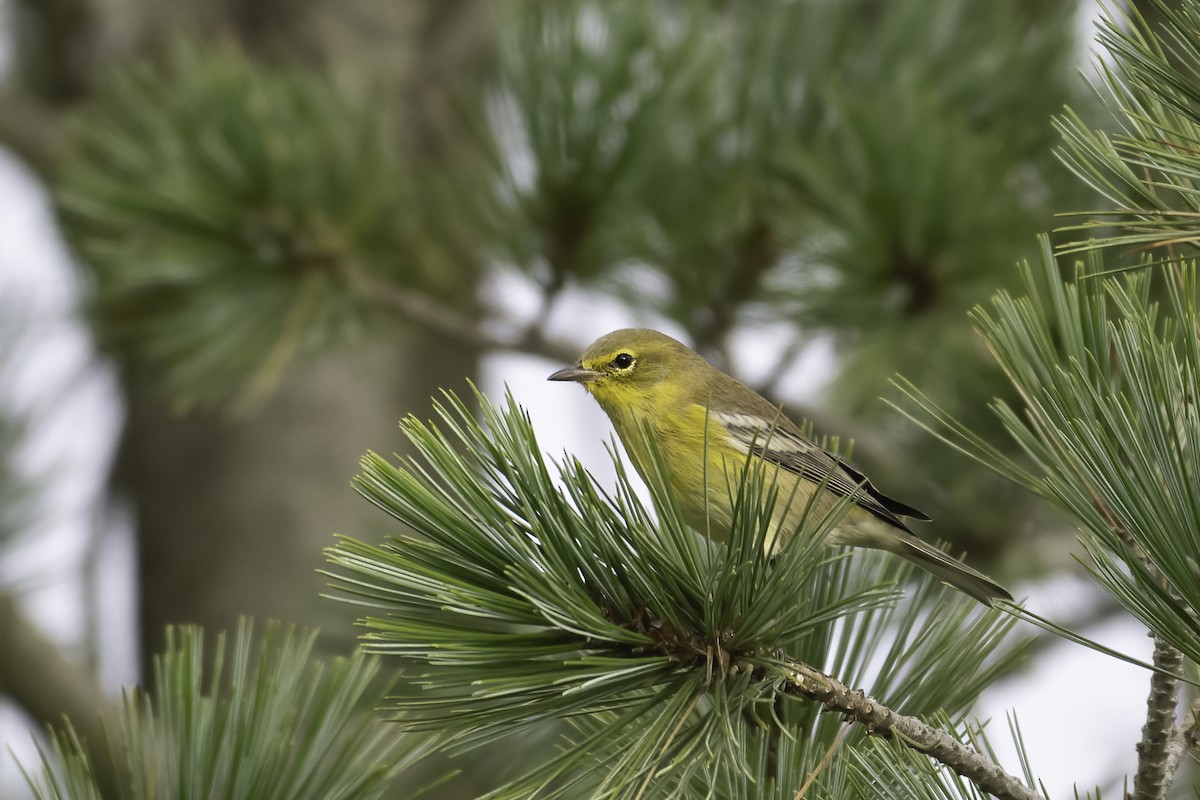 Pine Warbler - Christy Hibsch