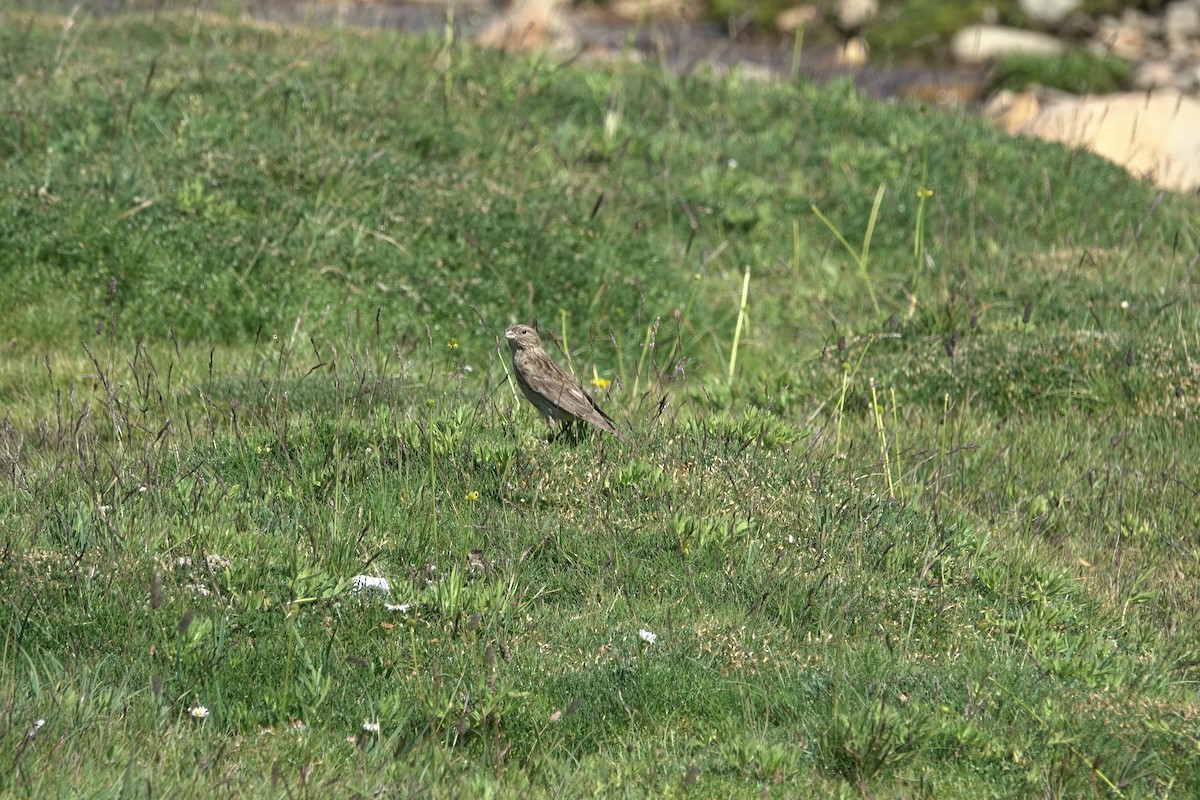 Yellow-bridled Finch - ML642484466