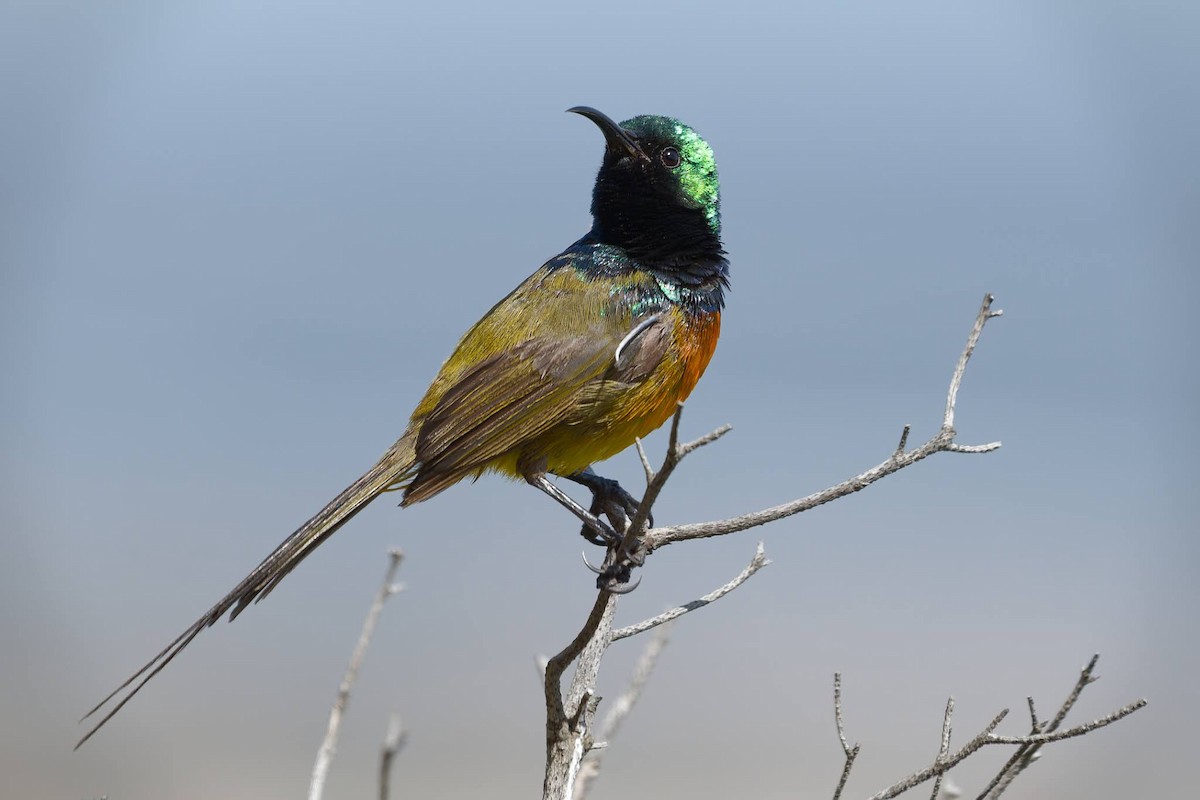 Orange-breasted Sunbird - ML642484488