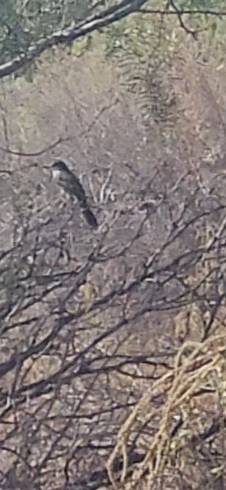 Ash-throated Flycatcher - ML642484496