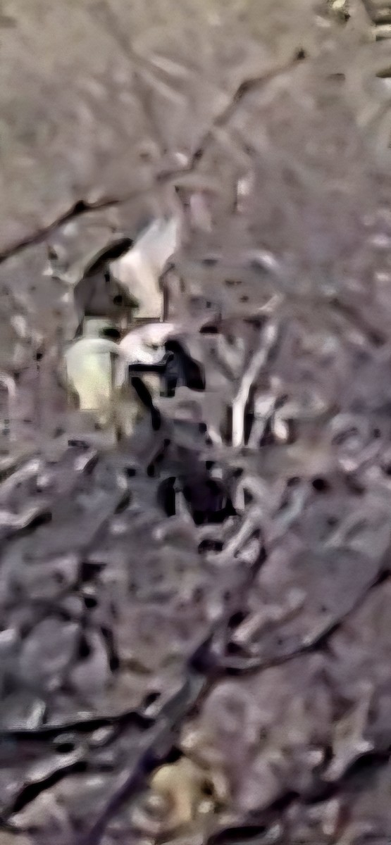 Ash-throated Flycatcher - ML642484502