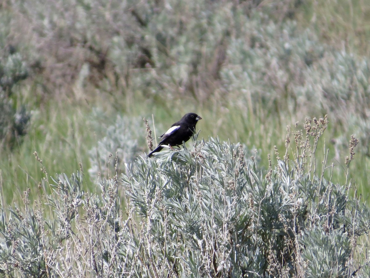 Lark Bunting - ML642484503