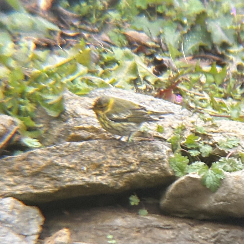 Cape May Warbler - ML642484507